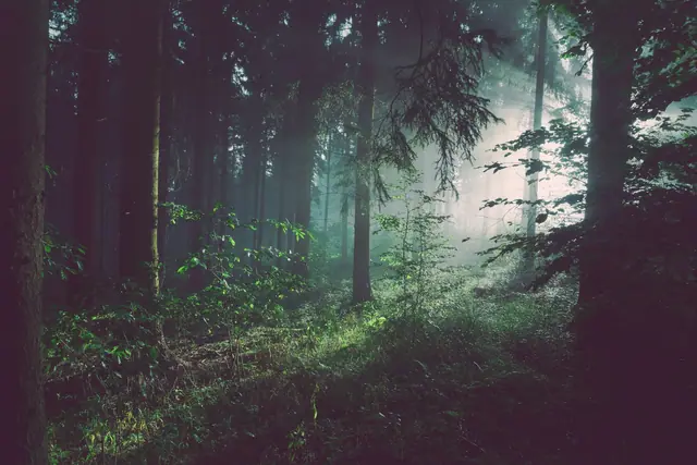 Sunlight enters a forest in Bad Pyrmont, Germany